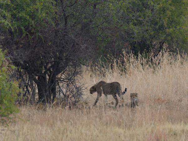 <h3>Acinonyx jubatus / Cheetah / Jachtluipaard</h3>OM-1 Mark II with OLYMPUS M.300mm F4.0, 1/2000 sec at F4.0, ISO 2500, distance 172 m